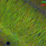 Coleen Atkins, Ph.D. Hippocampal Dendrites