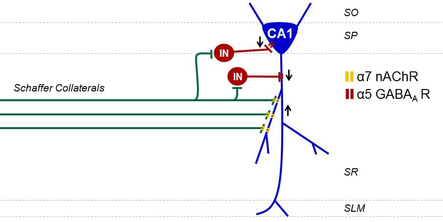 Circuitry remodeling in the chronic injured brain